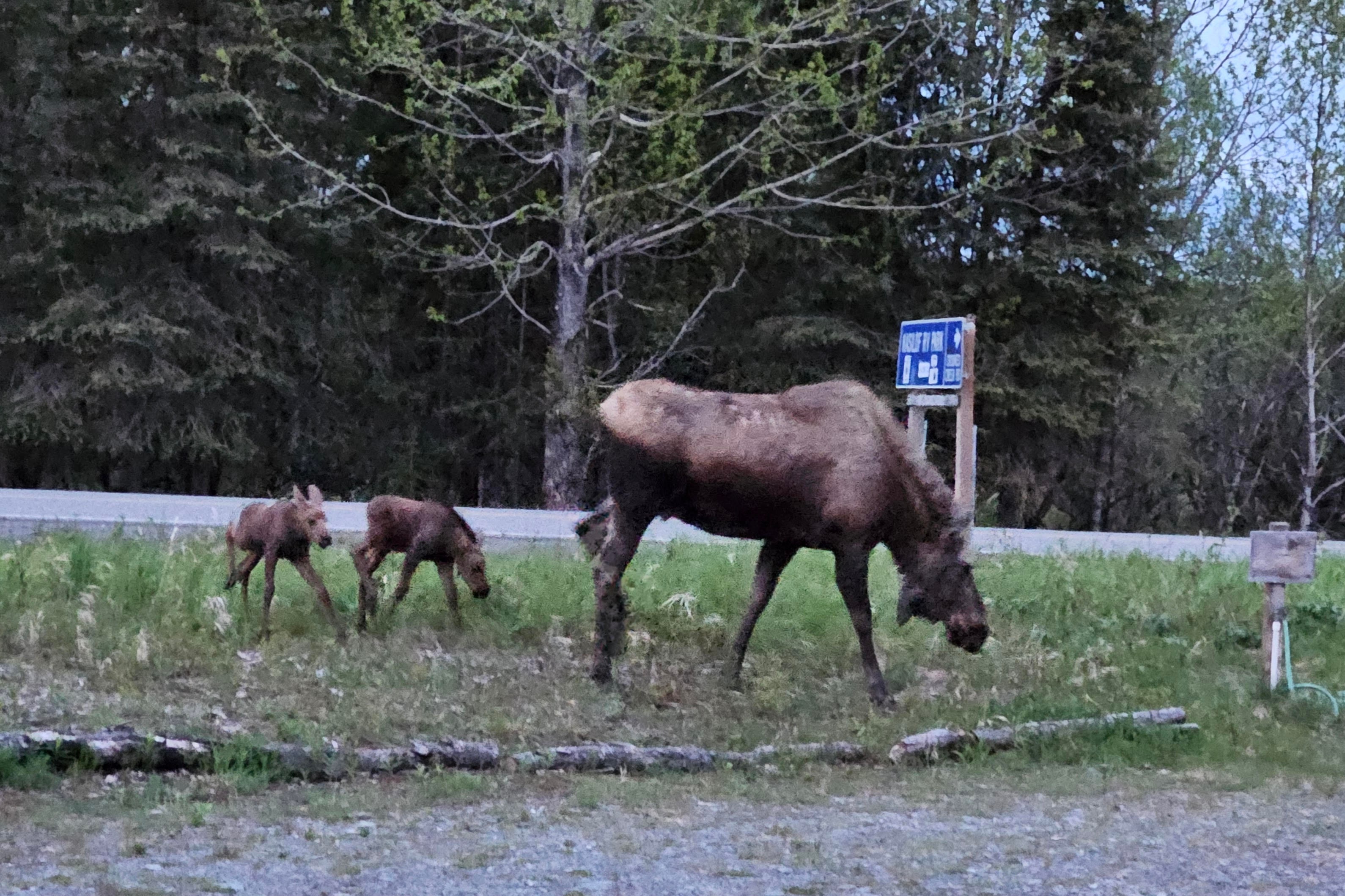 Mama moose with twin calves near Kasilof RV Park