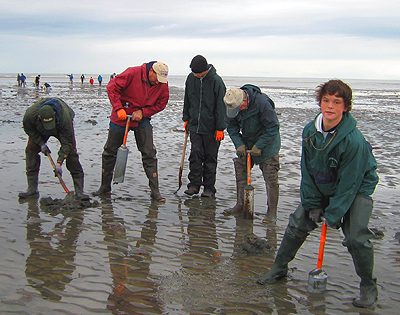 clamming Digging for clams