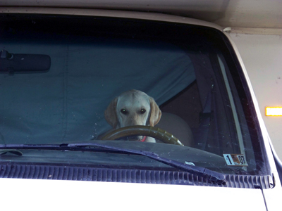 dogdriving We occasionally get some unusal camper!