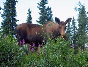 shirleysmoose Momma moose