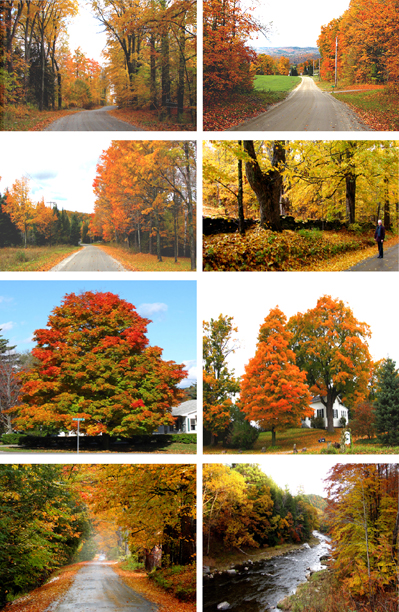 autumn-trees-vt1