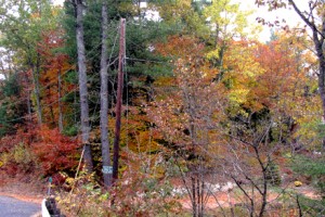 Fall trees near a County Farm