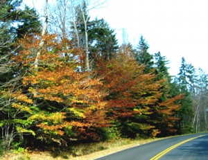 highway-trees-nh1 Fall tree colors on New Market road