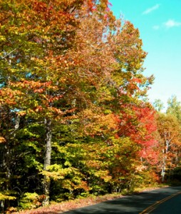 Road side trees in Fall colors