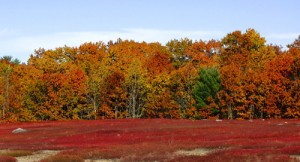 blueberry-field Field of Blueberries