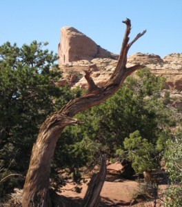halfdomejuniper