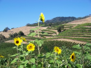 hannavineyards