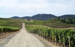 pridevineyards