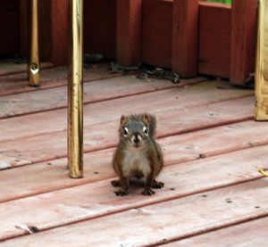Sammy squirrel