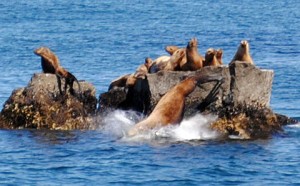 Seals